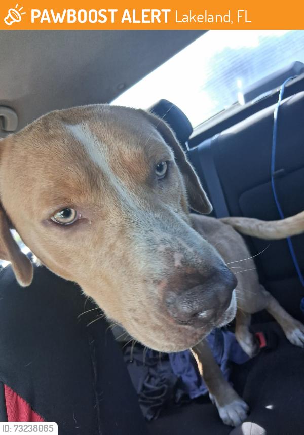 Found/Stray Male Dog last seen Near E memorial blvd lakeland Florida, Lakeland, FL 33801