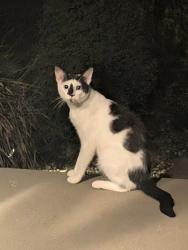 Found/Stray Unknown Cat last seen Pittard Sears Road and montridge, Cary, NC 27519