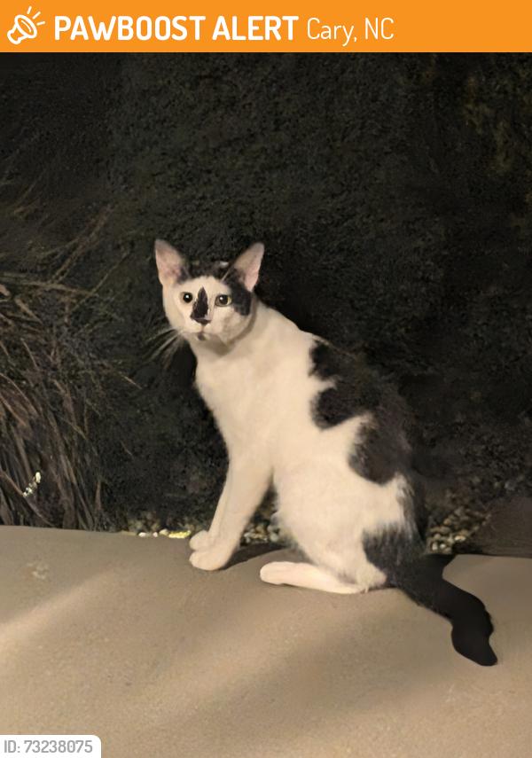 Found/Stray Unknown Cat last seen Pittard Sears Road and montridge, Cary, NC 27519