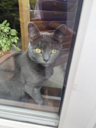 Lost Female Cat last seen Nicholson Street 4, Greater London, England E3 3UB