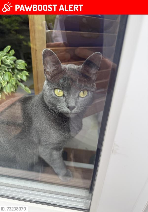 Lost Female Cat last seen Nicholson Street 4, Greater London, England E3 3UB
