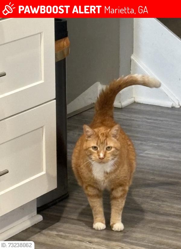 Lost Male Cat last seen Rockcrest and Allgood roads Bentcreek Dr, Marietta, GA 30062