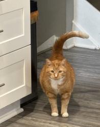Lost Male Cat last seen Rockcrest and Allgood roads Bentcreek Dr, Marietta, GA 30062
