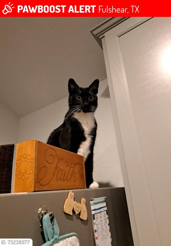 Lost Male Cat last seen Tamarron point, Fulshear, TX 77441