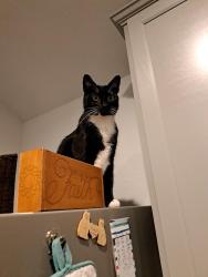 Lost Male Cat last seen Tamarron point, Fulshear, TX 77441