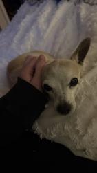 Lost Female Dog last seen Orange Grove, Orange County, NC 27258