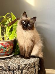 Lost Female Cat last seen Edgewood Ave & Logan Lane, Wyckoff, NJ 07481