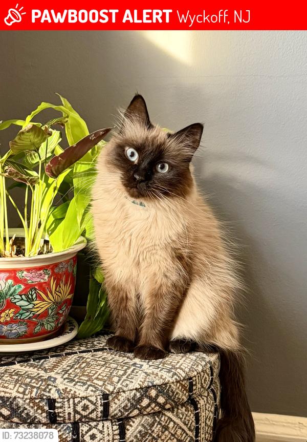 Lost Female Cat last seen Edgewood Ave & Logan Lane, Wyckoff, NJ 07481