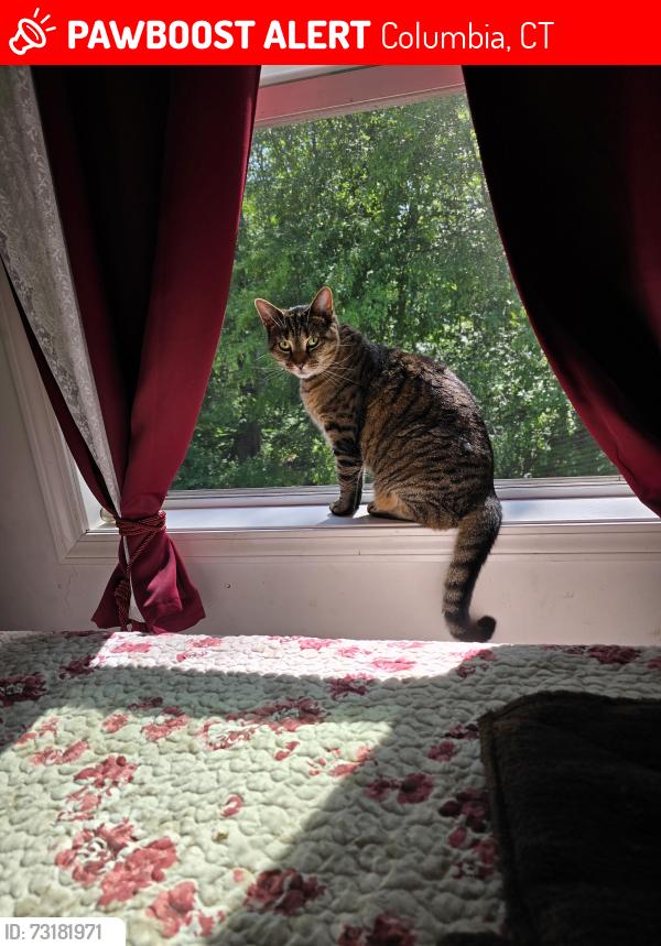 Lost Female Cat last seen Roses Bridge Rd in Columbia CT, Columbia, CT 06237