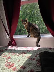 Lost Female Cat last seen Roses Bridge Rd in Columbia CT, Columbia, CT 06237