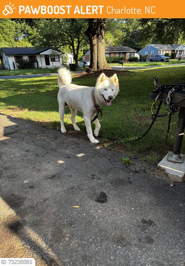Found/Stray Unknown Dog last seen hse, Charlotte, NC 28214