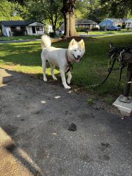 Found/Stray Unknown Dog last seen hse, Charlotte, NC 28214