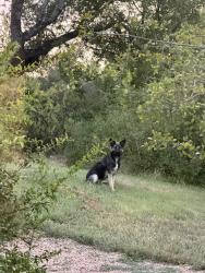 Found/Stray Unknown Dog last seen Hillside North, Austin, TX 78736