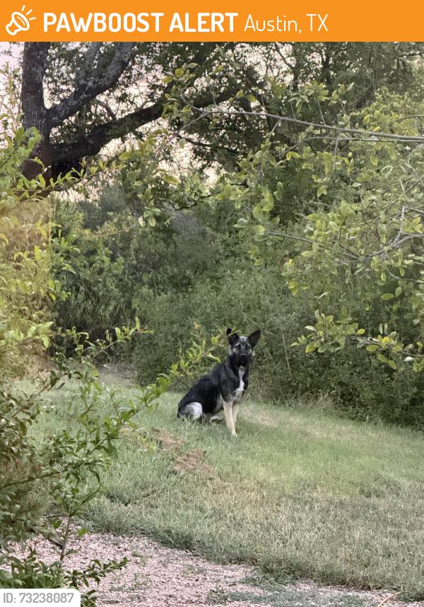 Found/Stray Unknown Dog last seen Hillside North, Austin, TX 78736