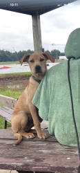 Reunited Male Dog last seen tiki paint ball, Seffner, FL 33584
