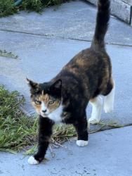 Found/Stray Unknown Cat last seen Sw Rivera St and Tulip Blvd, Port St. Lucie, FL 34953