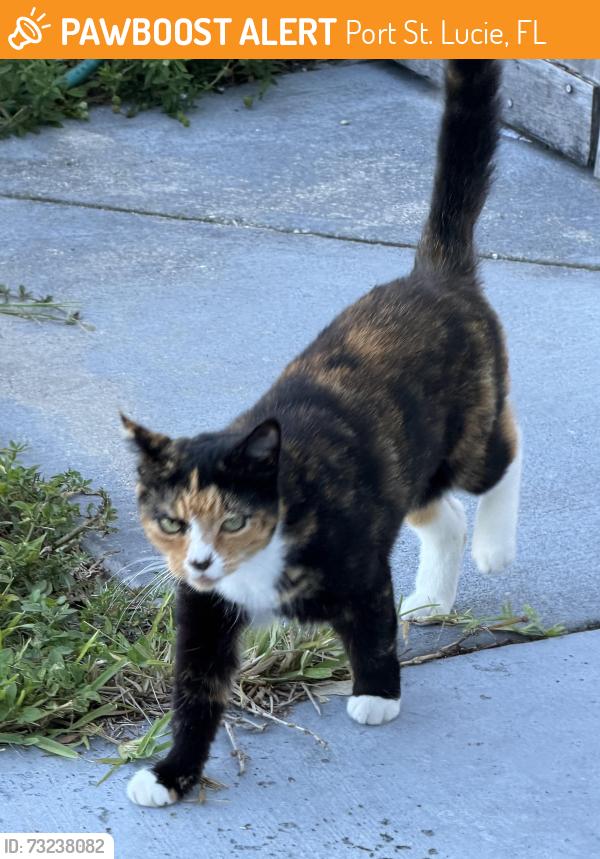 Found/Stray Unknown Cat last seen Sw Rivera St and Tulip Blvd, Port St. Lucie, FL 34953