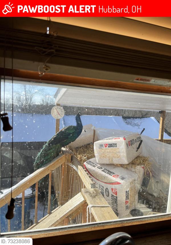 Lost Male Bird last seen Main Street Hubbard ohio, Hubbard, OH 44425