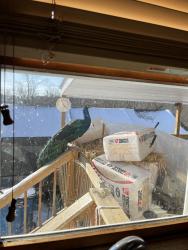 Lost Male Bird last seen Main Street Hubbard ohio, Hubbard, OH 44425
