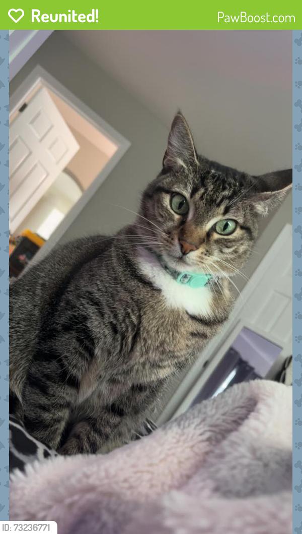 Reunited Female Cat last seen Gandy MlK, St. Petersburg, FL 33702