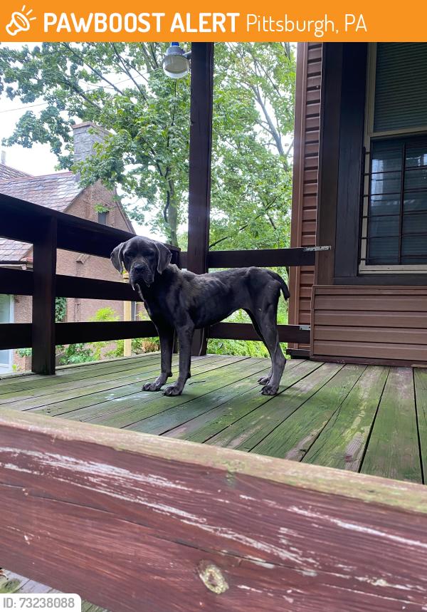 Found/Stray Female Dog last seen Biddles Ave and East End Ave, Pittsburgh, PA 15221