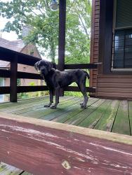 Found/Stray Female Dog last seen Biddles Ave and East End Ave, Pittsburgh, PA 15221