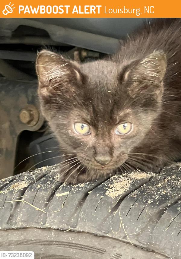 Found/Stray Unknown Cat last seen Near nc 98 hwy west, Louisburg, NC 27549
