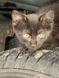 Found/Stray Unknown Cat last seen Near nc 98 hwy west, Louisburg, NC 27549