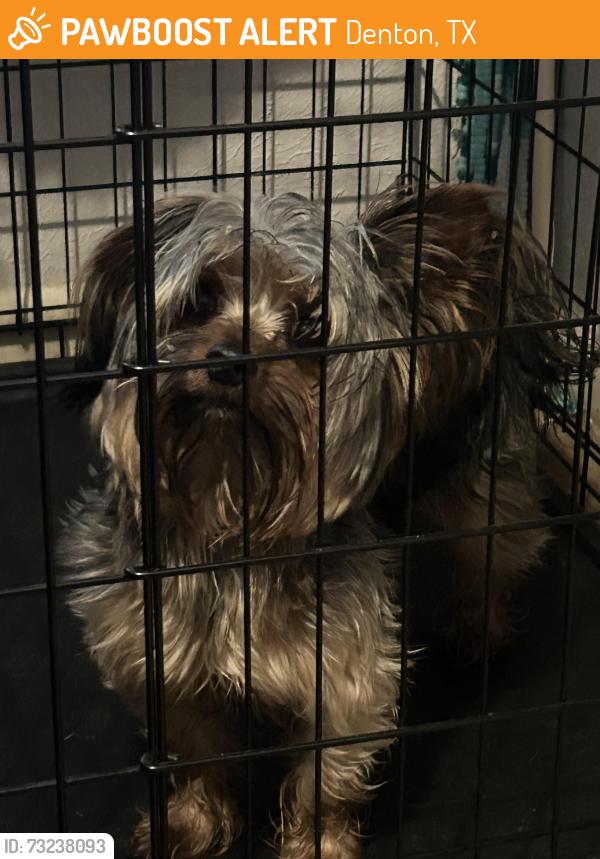 Found/Stray Unknown Dog last seen Walking by the Denton Academy of Martial Arts, Denton, TX 76207