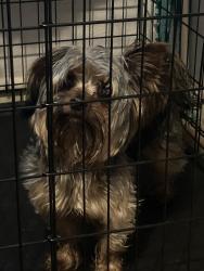 Found/Stray Unknown Dog last seen Walking by the Denton Academy of Martial Arts, Denton, TX 76207
