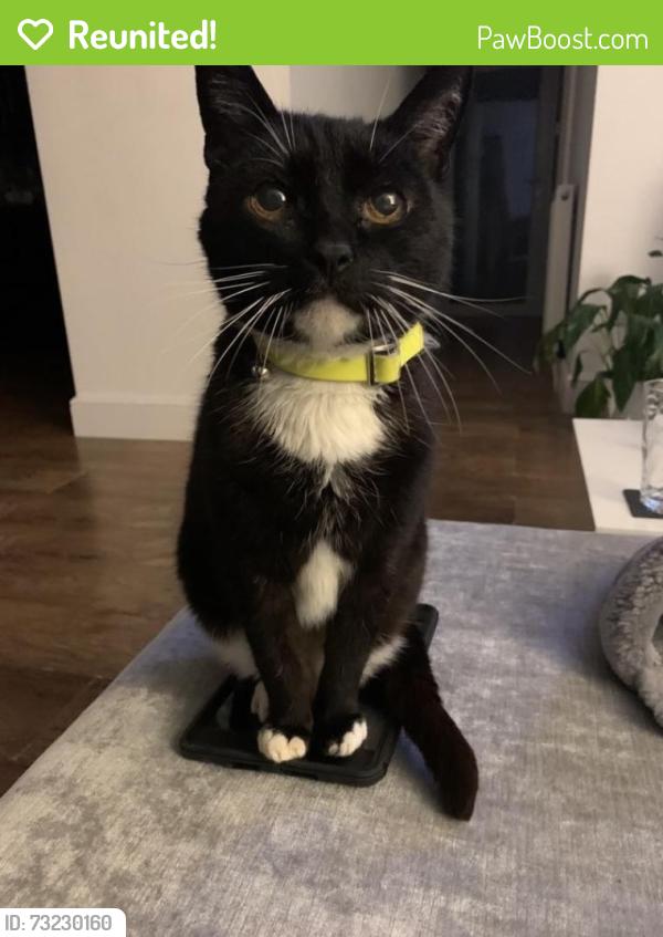 Reunited Male Cat last seen 120A phyllis avenue BN10 7RQ, East Sussex, England BN10 7RQ