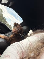 Reunited Male Dog last seen Wexford ln Norcross ga, Norcross, GA 30071