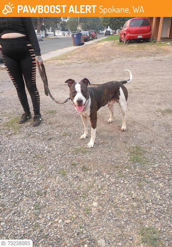Found/Stray Male Dog last seen Cataldo and madelia Street, Spokane, WA 99202