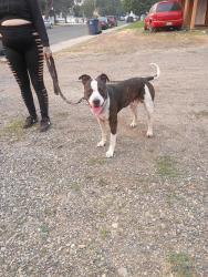 Found/Stray Male Dog last seen Cataldo and madelia Street, Spokane, WA 99202