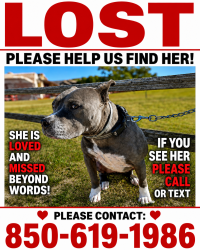 Lost Female Dog last seen Pineforest Rd close to Five Flags Speedway, Northwest Pensacola, FL 32526