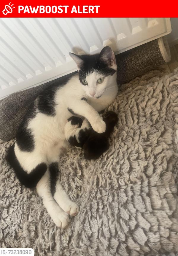 Lost Female Cat last seen Ls122sz, West Yorkshire, England LS12 2SZ