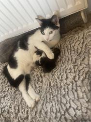 Lost Female Cat last seen Ls122sz, West Yorkshire, England LS12 2SZ