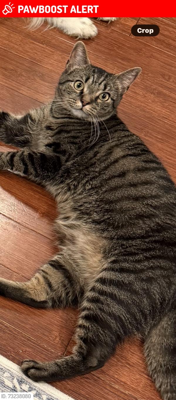 Lost Male Cat last seen Meadow Lane, Meadowbrook Farms North, New Castle County, DE 19709