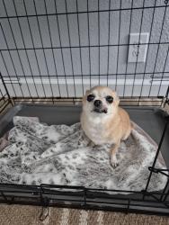 Reunited Female Dog last seen Wayside Dr, Houston, TX 77011