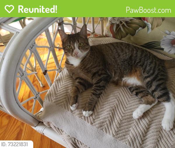 Reunited Female Cat last seen Penn Street and lake Ave in Grandview Heights, WPB, West Palm Beach, FL 33401