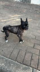 Found/Stray Male Dog last seen Gold canyon park, San Antonio, TX 78259