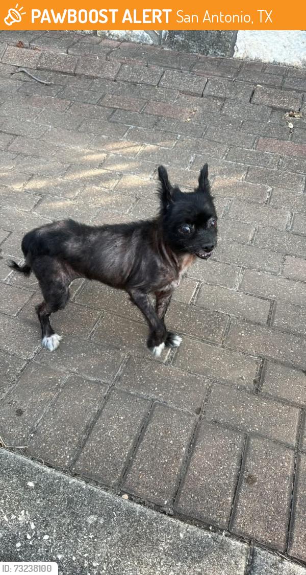 Found/Stray Male Dog last seen Gold canyon park, San Antonio, TX 78259