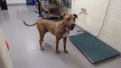 Shelter Stray Male Dog last seen Near BLOCK E 52ND AVE, DENVER CO 80249, 1241 W Bayaud Ave, Denver, CO 80223, USA