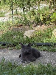 Found/Stray Male Cat last seen Park Blvd., Baton Rouge, LA 70806