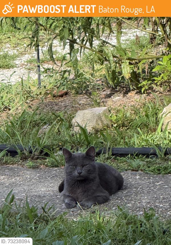 Found/Stray Male Cat last seen Park Blvd., Baton Rouge, LA 70806