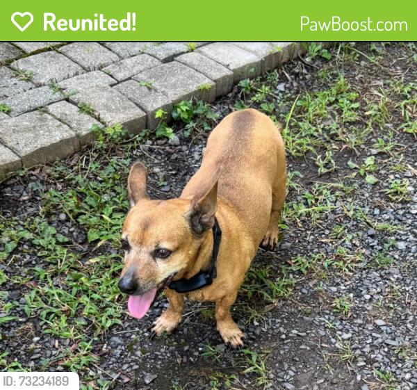 Reunited Male Dog last seen Gravel pike and plank road, Perkiomen Township, PA 19473