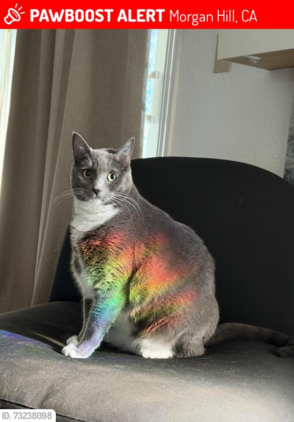 Lost Female Cat last seen W edmundson st, Morgan Hill, CA 95037