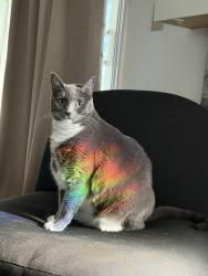 Lost Female Cat last seen W edmundson st, Morgan Hill, CA 95037