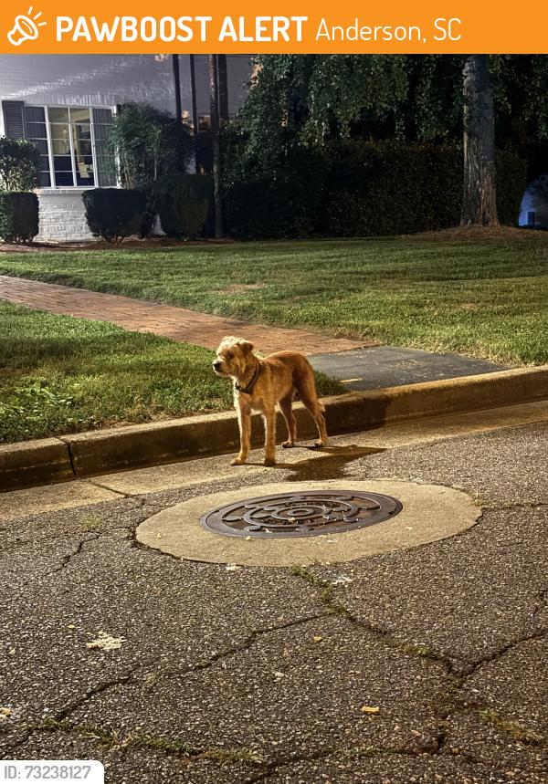 Found/Stray Male Dog last seen Anderson University, Anderson, SC 29621