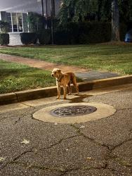 Found/Stray Male Dog last seen Anderson University, Anderson, SC 29621